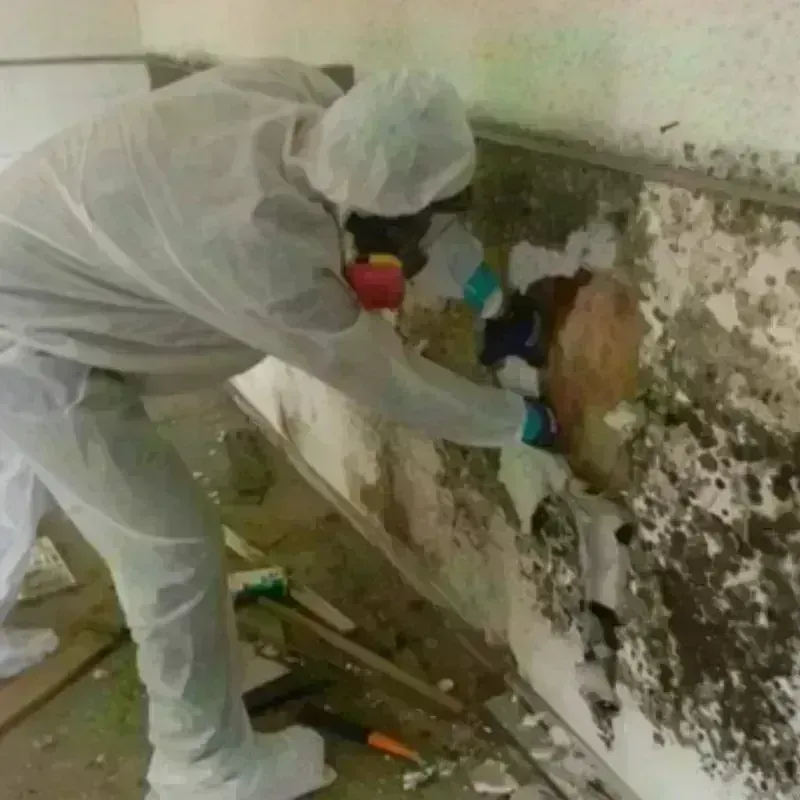 Mold Remediation and Removal in Timber Lake, SD